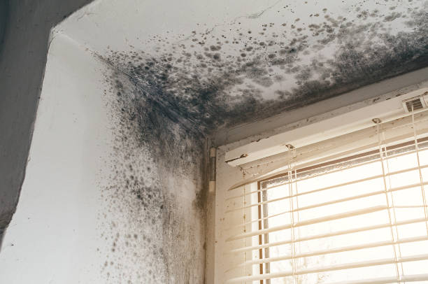 Affordable Hvac And Air Duct Mold Remediation solutions in Akron, NY